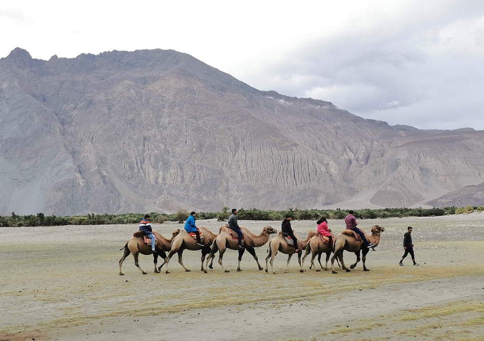 拉達克 Ladakh 漢德爾沙丘 Hunder Sand Dunes